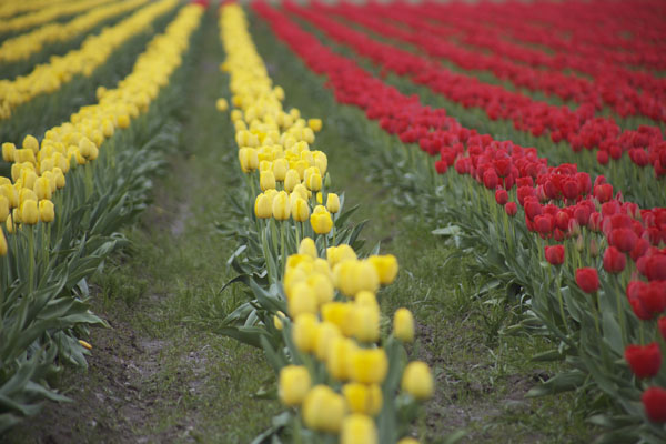 rows of tulips