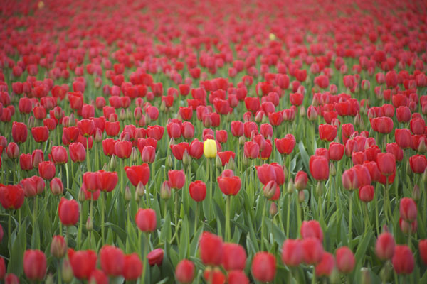 field of red tulips