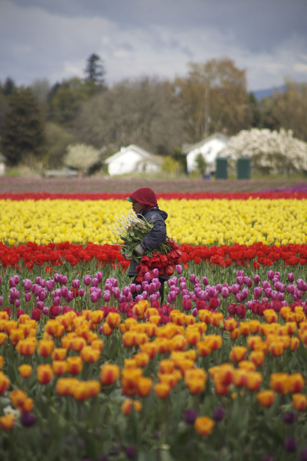 tulip farm worker