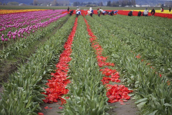 roozengaarde tulip festival