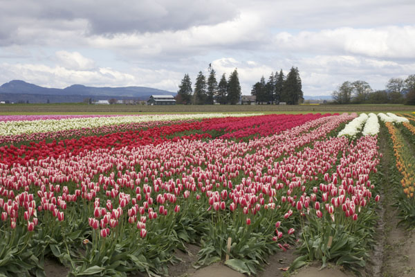 rows of tulips