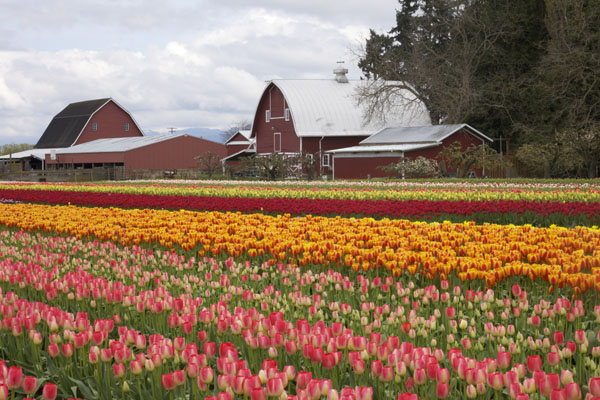 tulips and barn