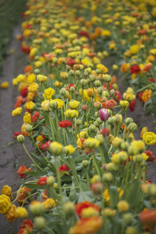 double tulips