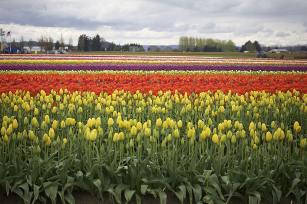 tulips