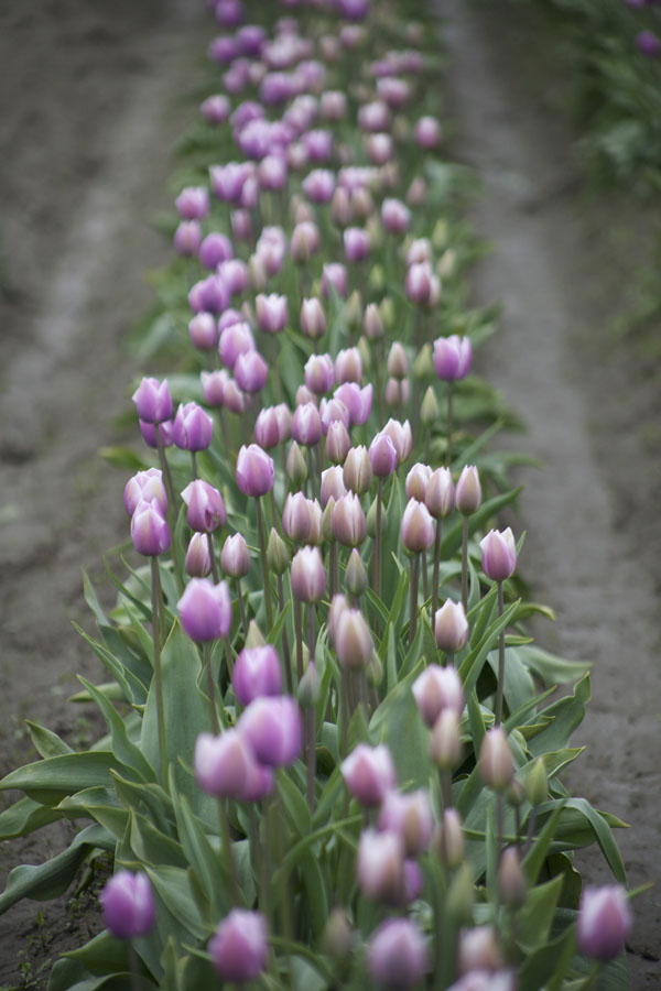 lavender tulips