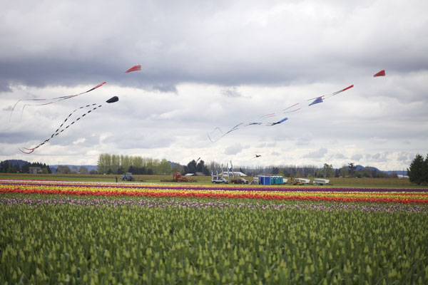 tulips and kites