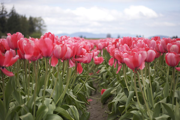 pink tulips