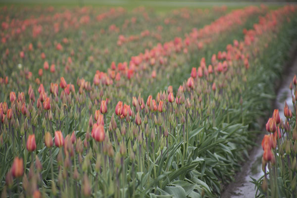 orange tulips