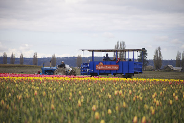 tulip trolley