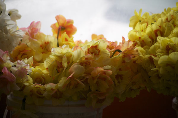 yellow double daffodils