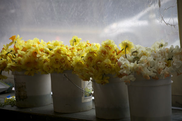 buckets of double yellow daffodils