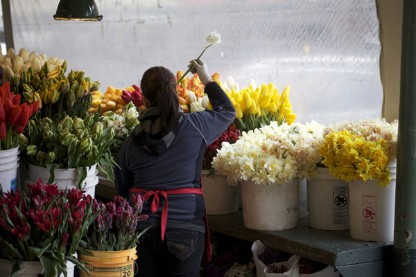 tulips and daffodils on display