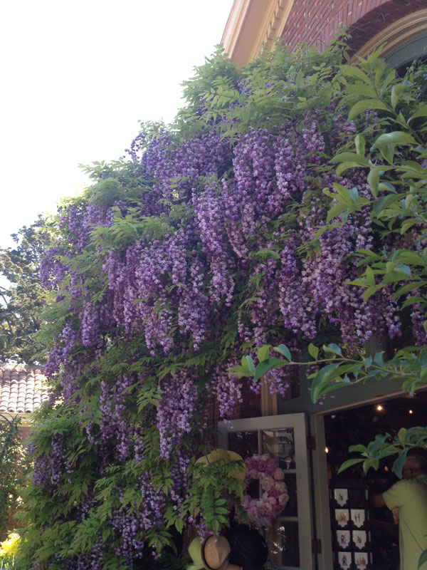 wisteria