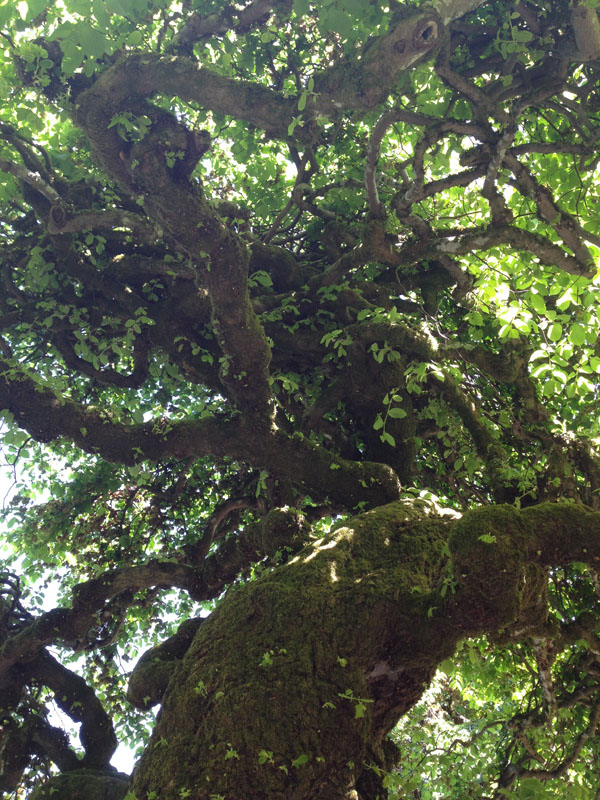 tree covered in moss