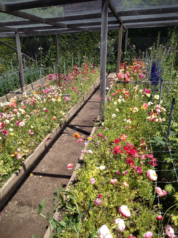 ranunculus garden