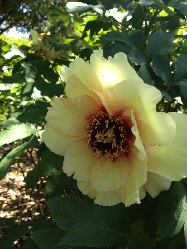 yellow peony