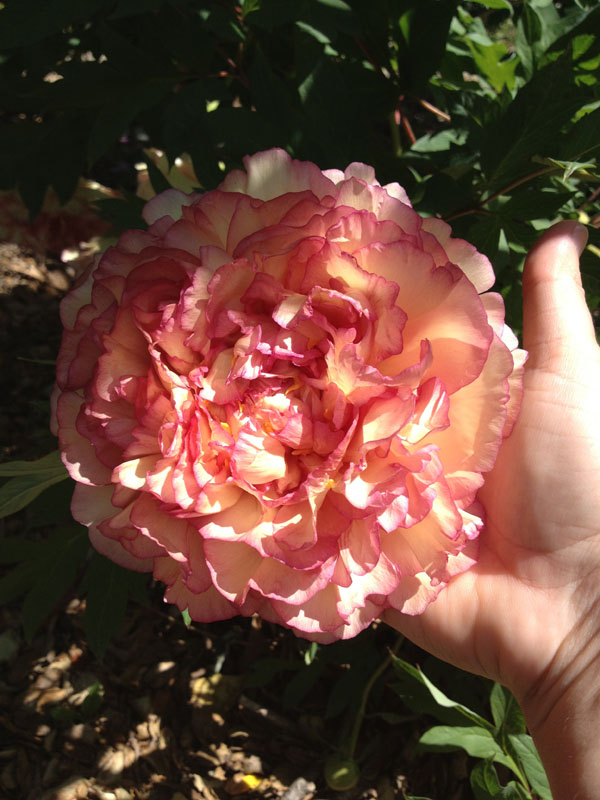 peony