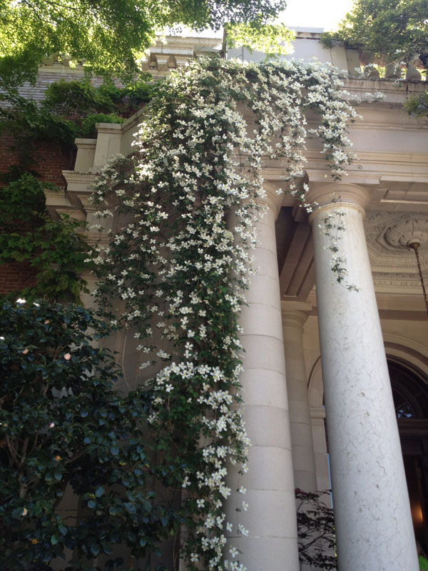 trailing clematis