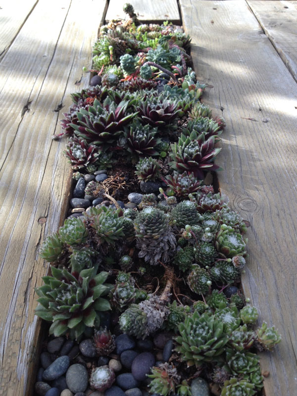 table with succulents