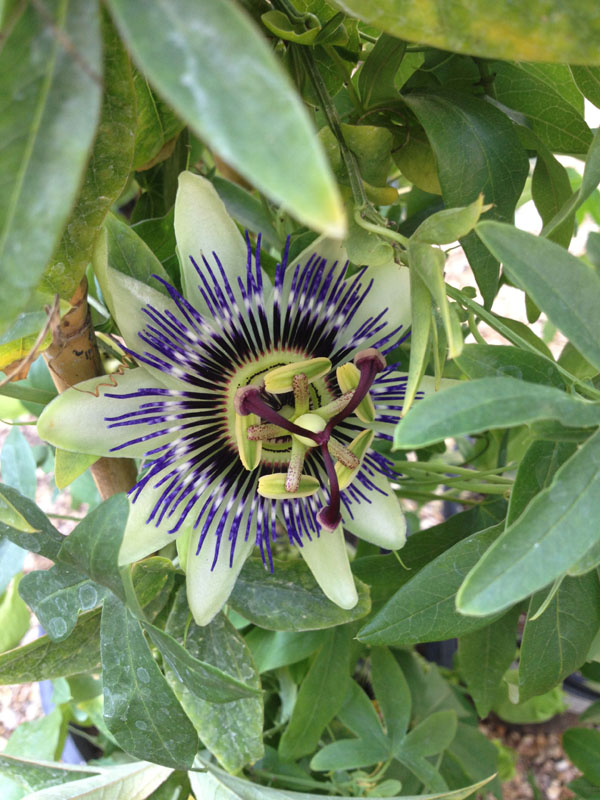 Passion Flowers