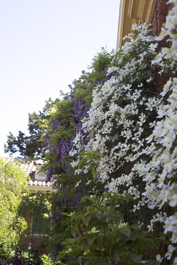 clematis and wisteria