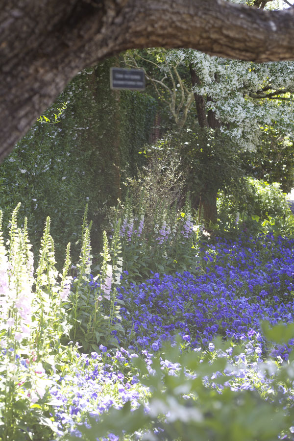 foxglove flower garden