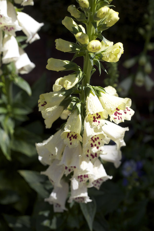 White Foxglove