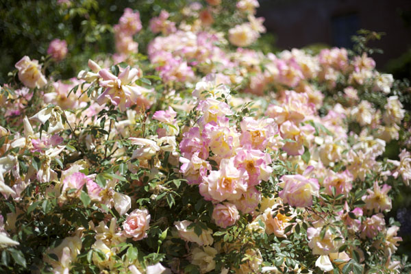 large garden roses