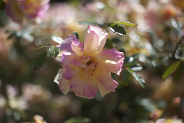 peach and pink garden rose