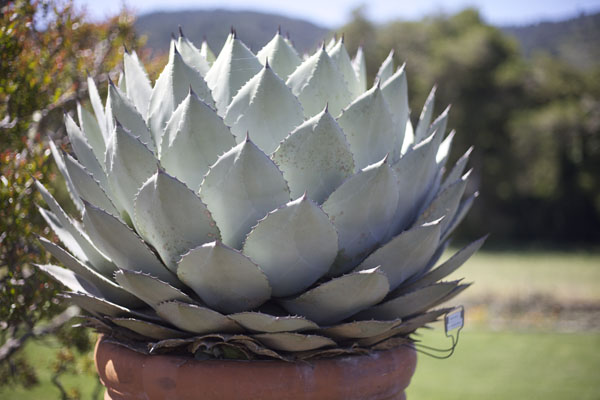 huge cactus