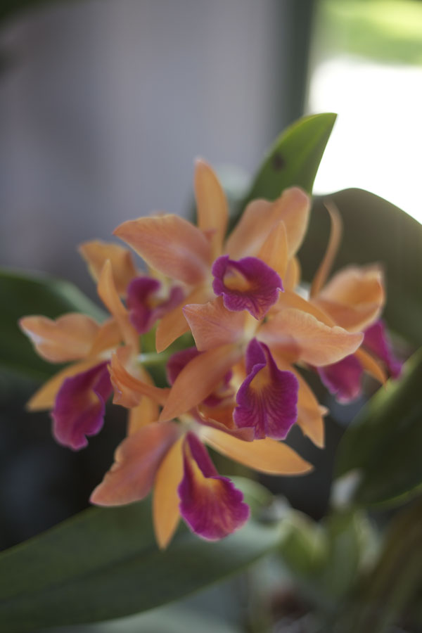 peach orchid plant