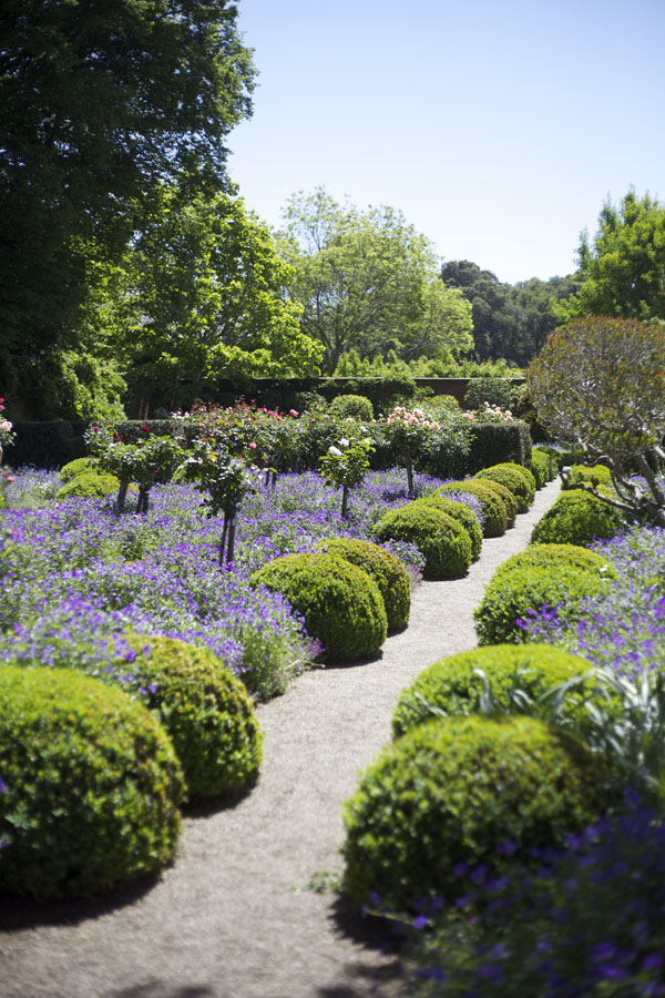 rose gardens at Filoli