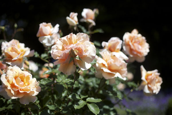 peach garden rose