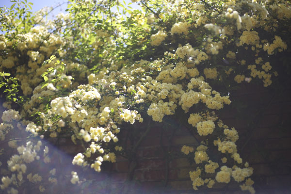 yellow climbing bank rose