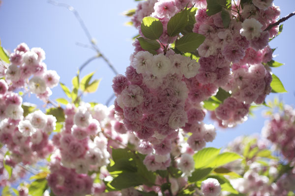 flowering pink tree