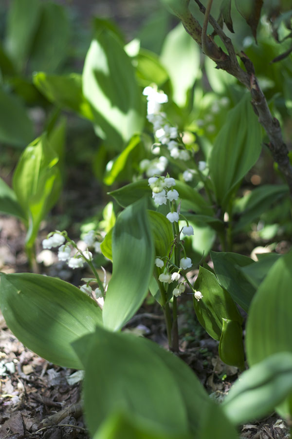 lily of the valley