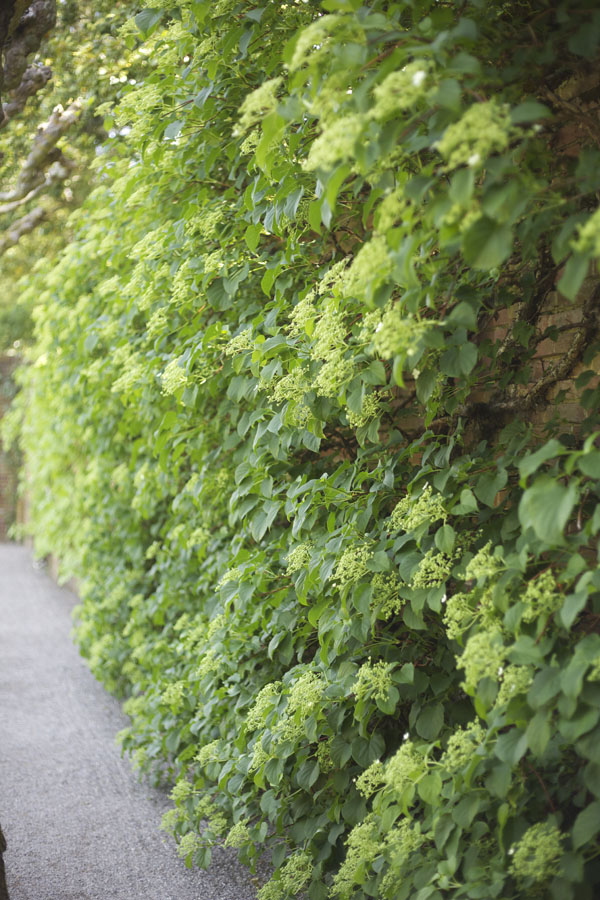 climbing hydrangea