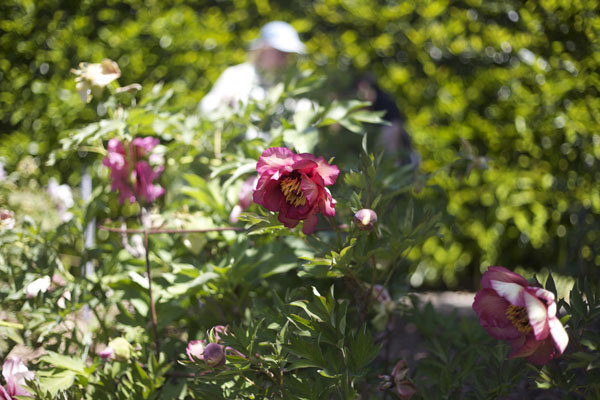 tree peony