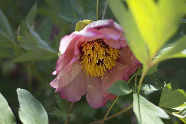 pink peony