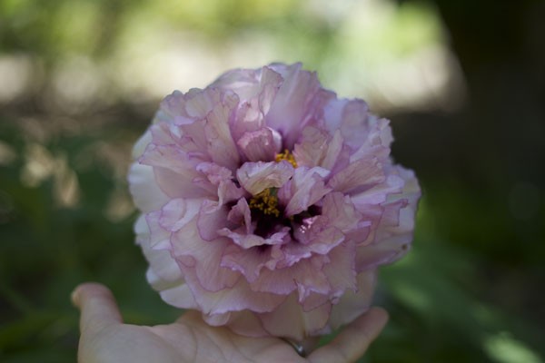 pink tree peony