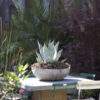 table with a big cactus
