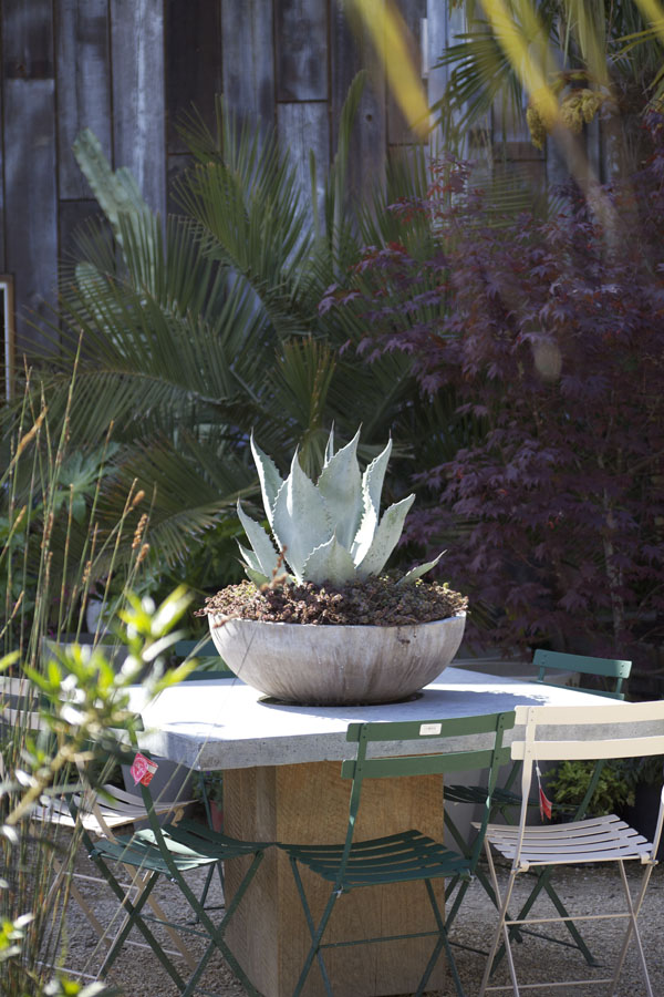 table with a big cactus