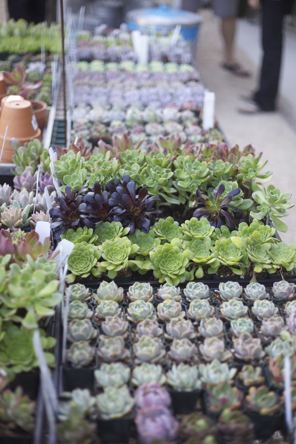 succulents at flora grubb