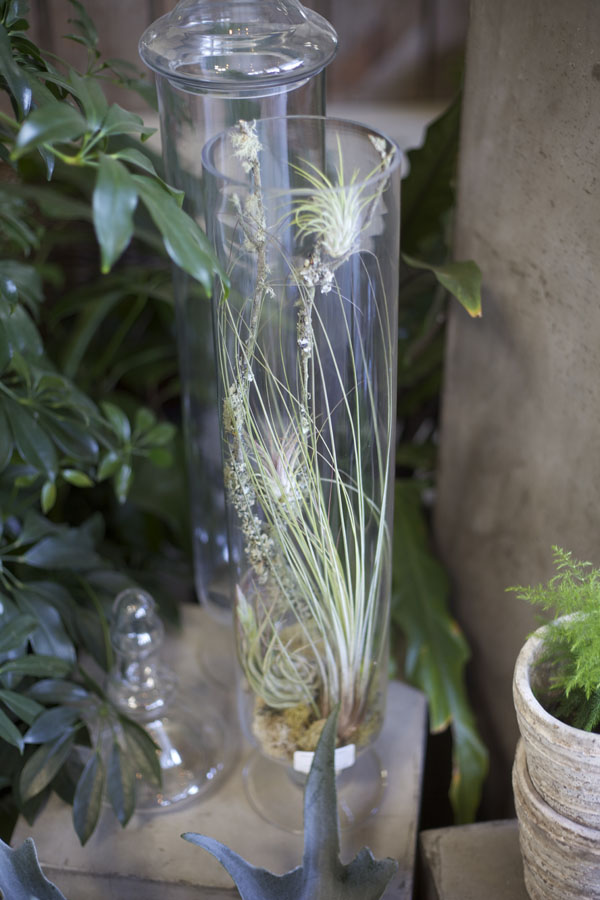 airplants in a vase