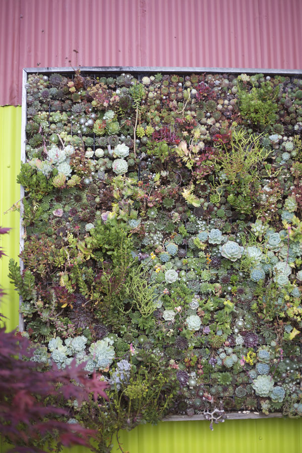 succulent walls