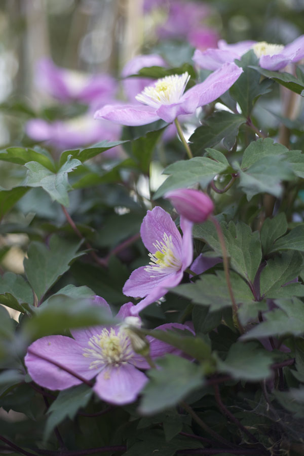 pink clematis