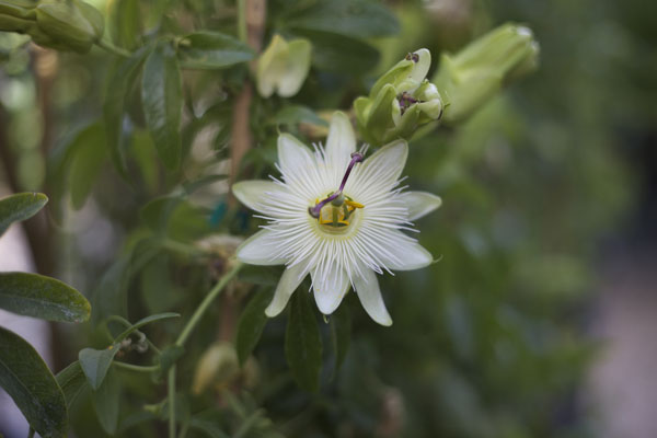 white passionflower