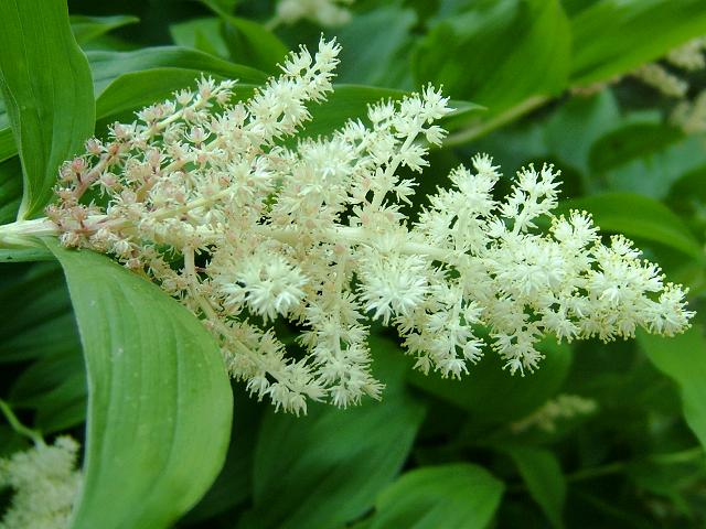 maianthemum_racemosum_false_solomons_seal_flowers_16-05-04