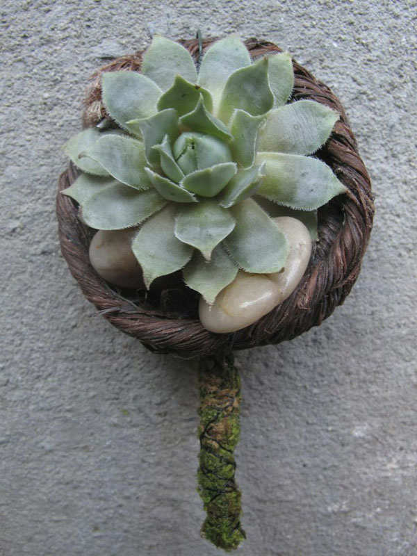 boutonniere with succulent