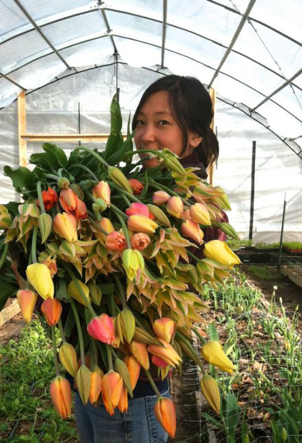 french tulip harvest